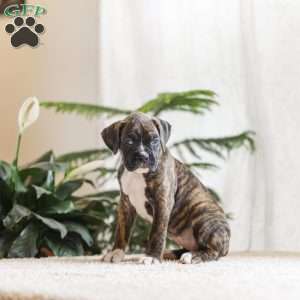 Poly, Boxer Puppy